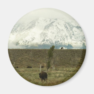 Bison at Grand Teton Nationalpark Fotografie Magnet