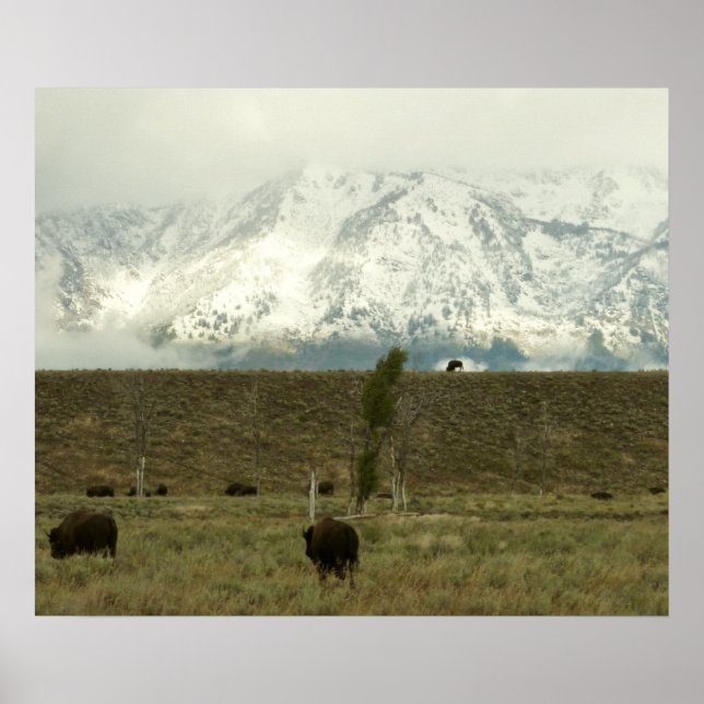 Bison at Grand Teton Nationalpark Fotografie Poster (Vorne)