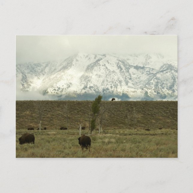 Bison at Grand Teton Nationalpark Fotografie Postkarte (Vorderseite)