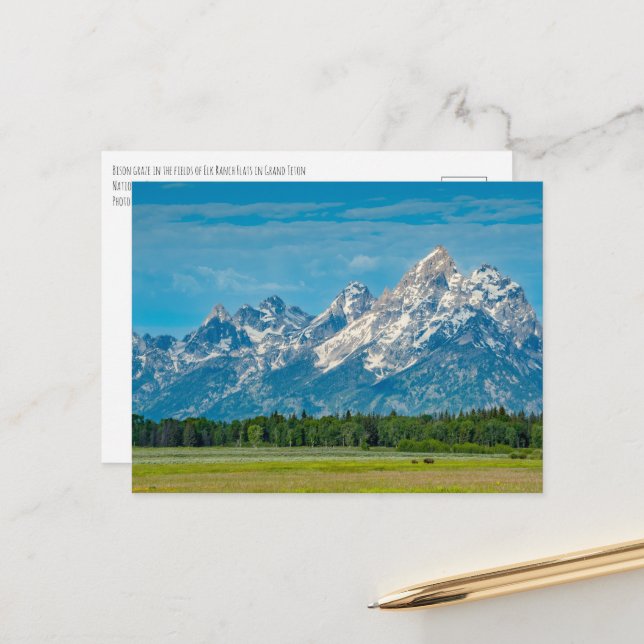 Bison at Grand Teton Nationalpark Postkarte (Vorderseite/Rückseite Beispiel)