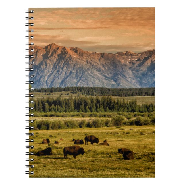 Bison at Sunrise Notizblock (Vorderseite)