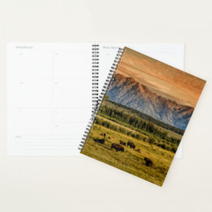 Bison at Sunrise Planer