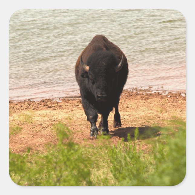 Bison at the Water Quadratischer Aufkleber (Vorderseite)