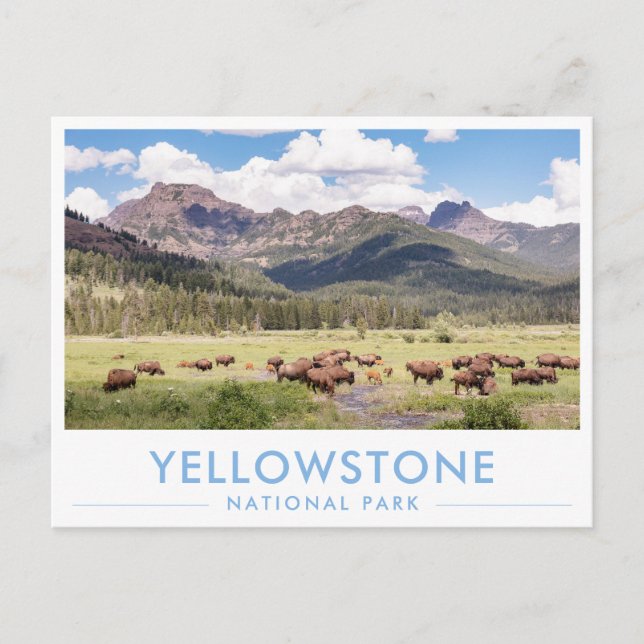 Bison at Yellowstone National Park Summer Mountain Postkarte (Vorderseite)
