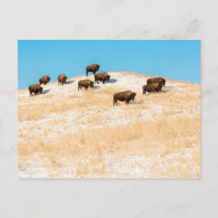 Bison auf einer Hügelpostkarte Postkarte