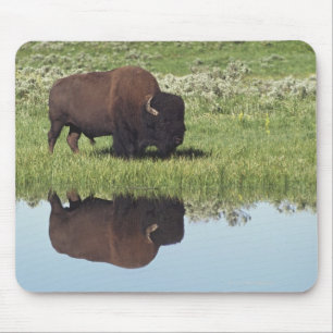 Bison (Bison-Bison) auf grasartiger Wiese Mousepad