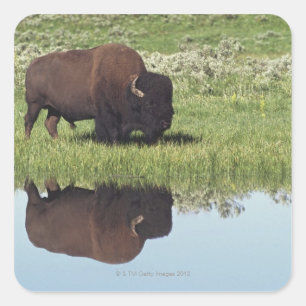 Bison (Bison-Bison) auf grasartiger Wiese Quadratischer Aufkleber