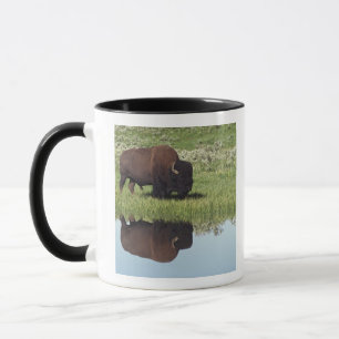 Bison (Bison-Bison) auf grasartiger Wiese Tasse