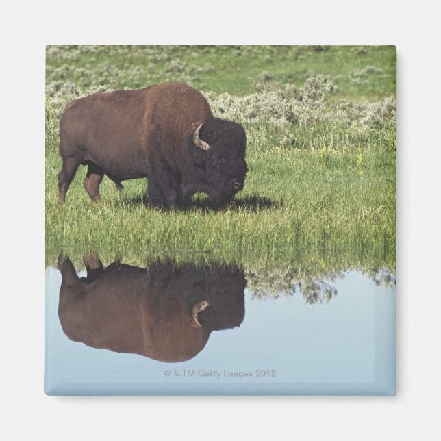 Bison (Bison Bison) auf Graswiese Magnet (Vorne)