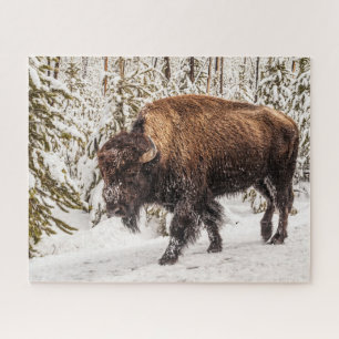 Bison (Bison bison) - Buffalo - Schnee - 520 Stüc