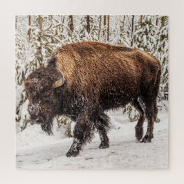 Bison (Bison bison) - Buffalo - Schnee - 676 Stück