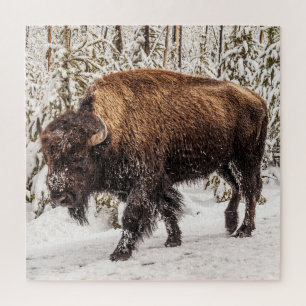 Bison (Bison bison) - Buffalo - Schnee - 676 Stück