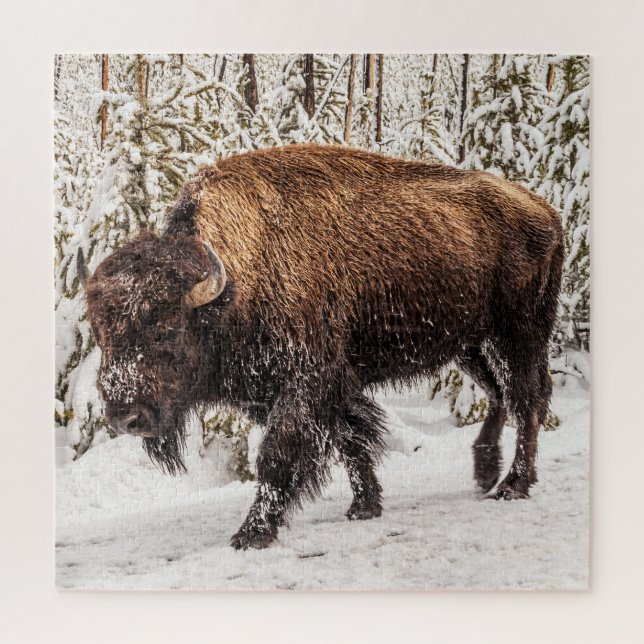 Bison (Bison bison) - Buffalo - Schnee - 676 Stück (Vertikal)