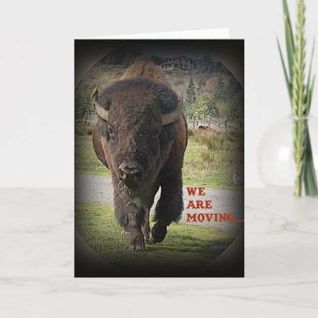 Bison Buffalo Animal Wir bewegen Karte (Vorderseite)