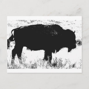Bison - Büffel Postkarte