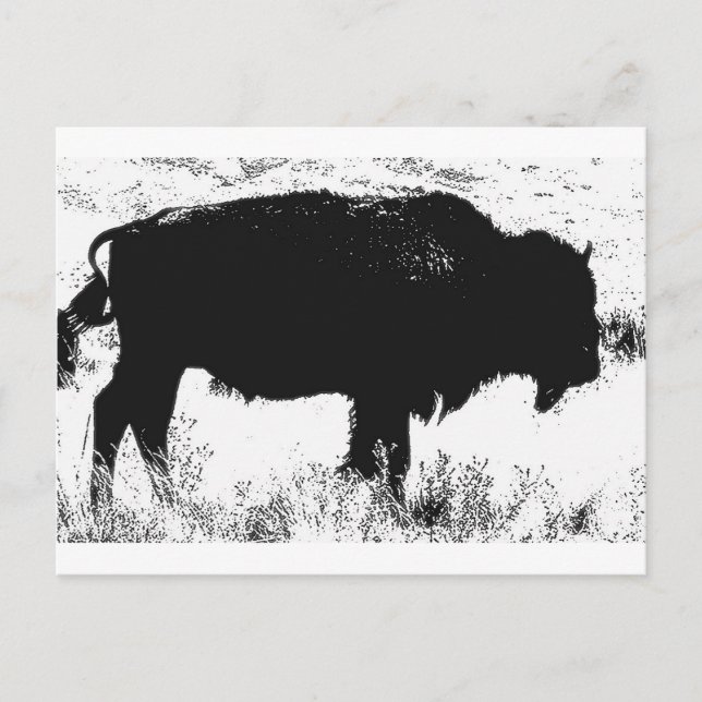 Bison - Büffel Postkarte (Vorderseite)