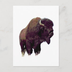 Bison Büffel Postkarte