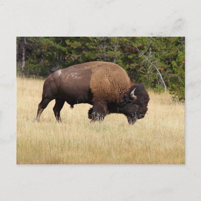 Bison Bull im Yellowstone-Nationalpark Postkarte (Vorderseite)