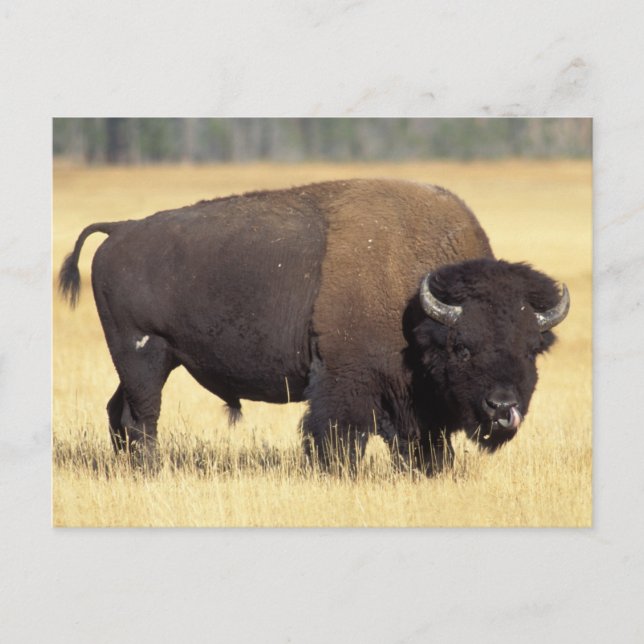 Bison Bull in Yellowstone National Postkarte (Vorderseite)