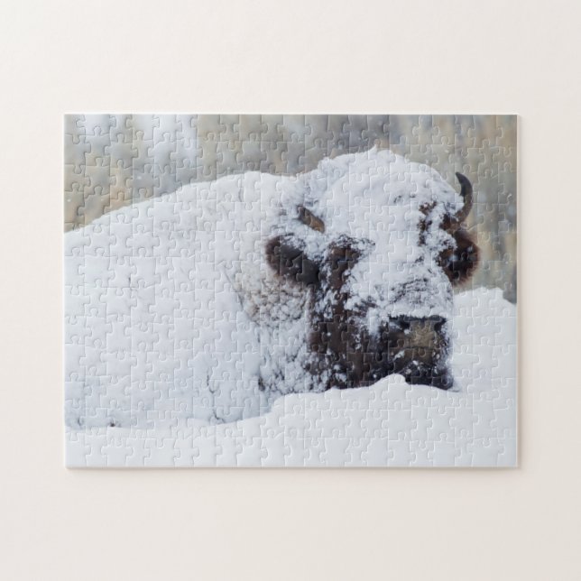 Bison Bull, Wintermantel (Horizontal)