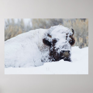Bison-Bulle, Wintermantel Poster