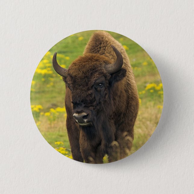 Bison Button-Abzeichen Button (Vorderseite)
