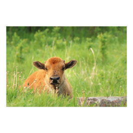 Bison Calf Foto Print