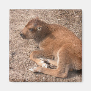 Bison Calf Magnet