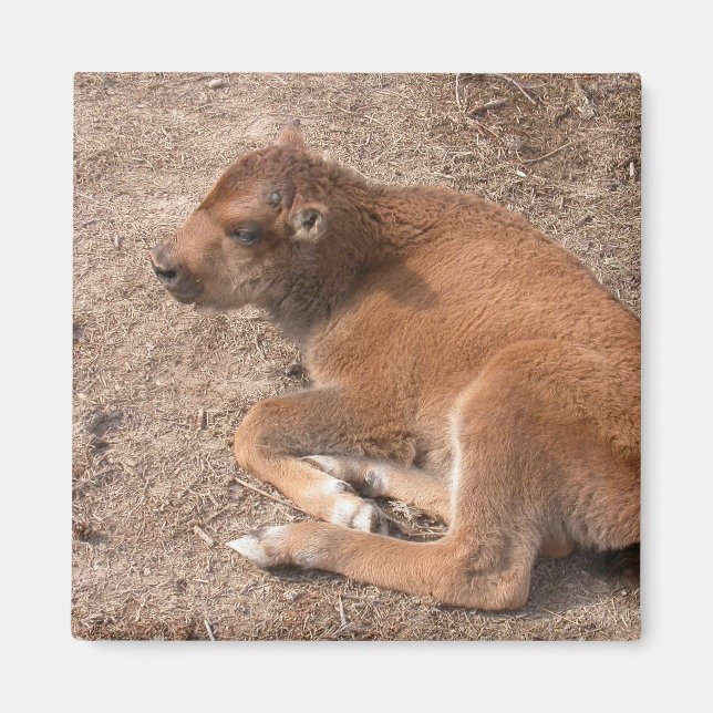 Bison Calf Magnet (Vorne)