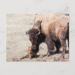 Bison Calf Postkarte