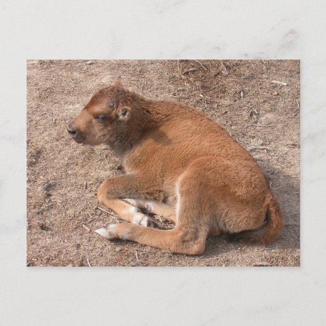 Bison Calf Postkarte (Vorderseite)