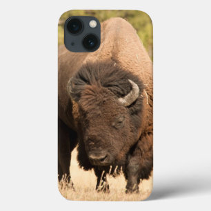 Bison title_seo2