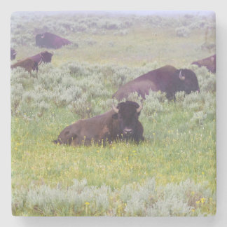 Bison Coaster Steinuntersetzer