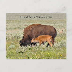 Bison Cow und Calf Landschaftliche Postkarte