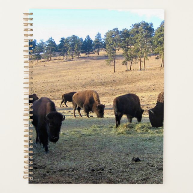 Bison dans le Colorado (Devant)