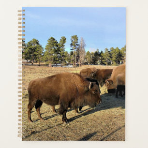 Bison dans le Colorado