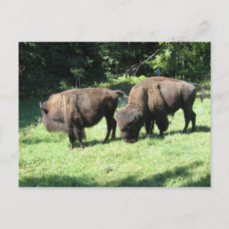 " BISON DAYS " POSTKARTE