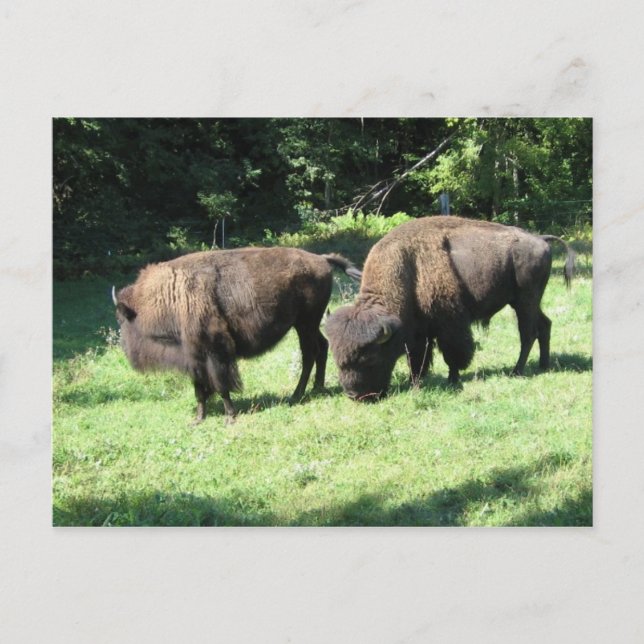 " BISON DAYS " POSTKARTE (Vorderseite)