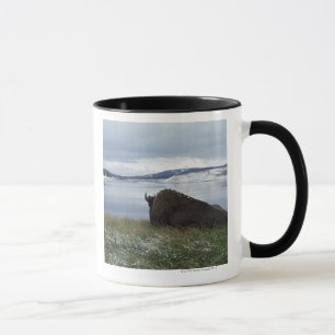 Bison, der an durch Yellowstone River mit Schnee Tasse