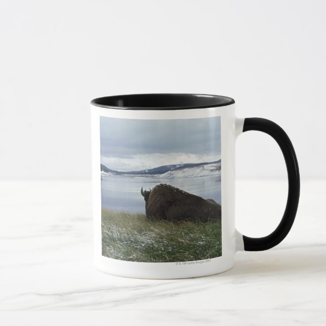Bison, der an durch Yellowstone River mit Schnee Tasse (Rechts)