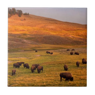 Bison, der auf Hügel an Hayden Tal weiden lässt Fliese