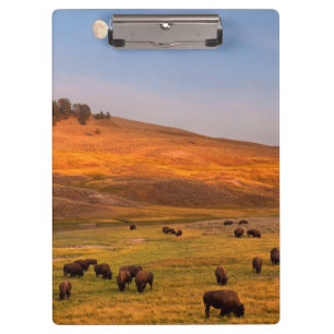 Bison, der auf Hügel an Hayden Tal weiden lässt Klemmbrett