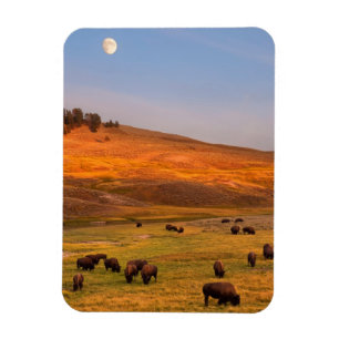 Bison, der auf Hügel an Hayden Tal weiden lässt Magnet