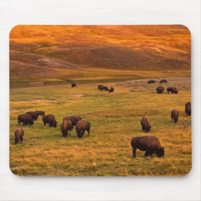 Bison, der auf Hügel an Hayden Tal weiden lässt Mousepad (Vorne)