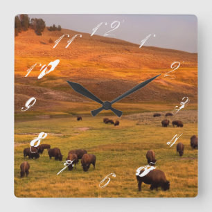 Bison, der auf Hügel an Hayden Tal weiden lässt Quadratische Wanduhr