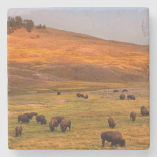 Bison, der auf Hügel an Hayden Tal weiden lässt Steinuntersetzer