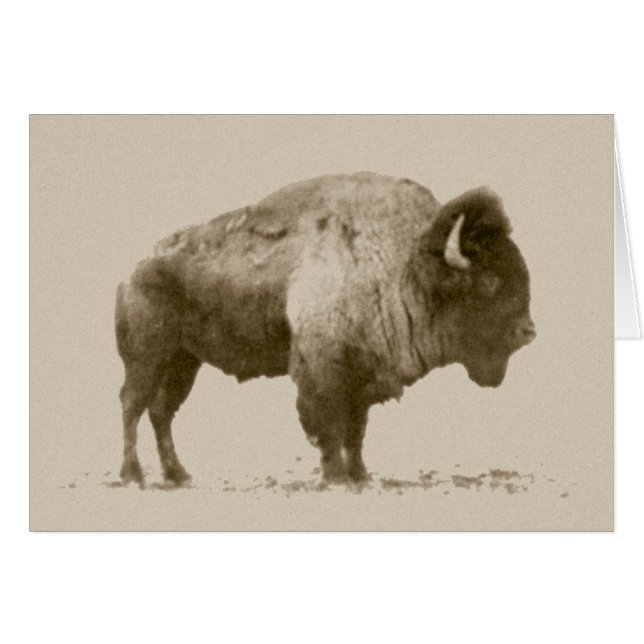 Bison des plaines (Devant horizontal)
