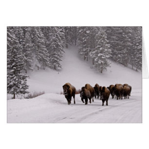 Bison en hiver
