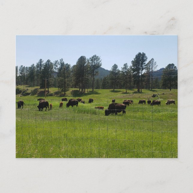 Bison Farm im amerikanischen Westen Postkarte (Vorderseite)