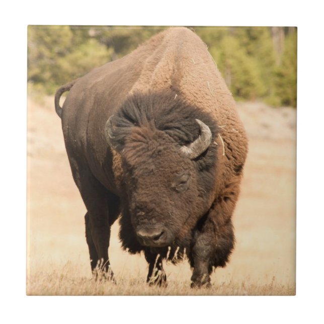 Bison Fliese (Vorderseite)